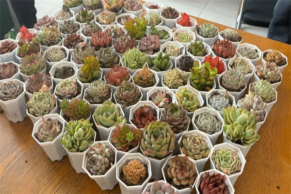 康復醫學院開展“播種綠色希望，共建美麗校園”植樹節主題活動