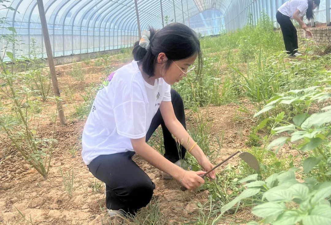 暑期社會活動實踐（二）：保定市滿城漕河沐陽農業生態園授牌活動