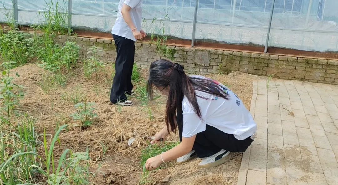 暑期社會活動實踐（二）：保定市滿城漕河沐陽農業生態園授牌活動